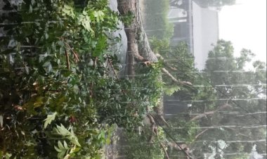Hujan Lebat Disertai Angin di Purworejo Tumbangkan Pohon, di Depan Kampus UMP
