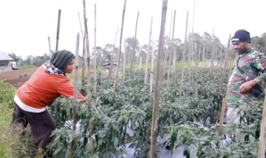 Program Makan Bergizi Gratis (MBG) memberikan dampak nyata bagi petani hortikultura di Kabupaten Manggarai, Nusa Tenggara Timur.