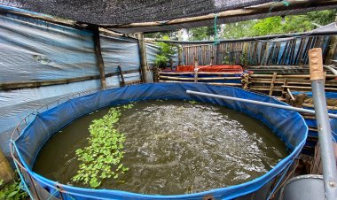 Bangun Usaha dari Rumah, Pak Damat Kembangkan Budidaya Lele di Losari