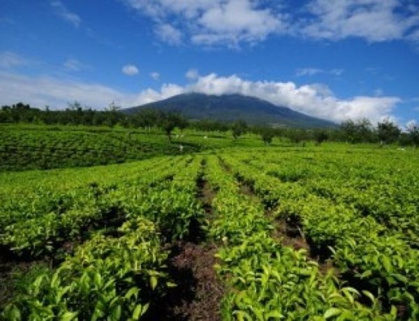 Kopi Indonesia Makin Diminati Pasar Global, Dorong Ekspor dan Kesejahteraan Petani
