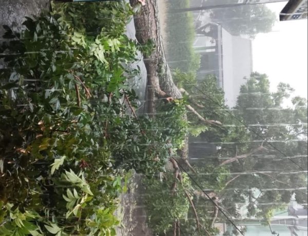 Hujan Lebat Disertai Angin di Purworejo Tumbangkan Pohon, di Depan Kampus UMP