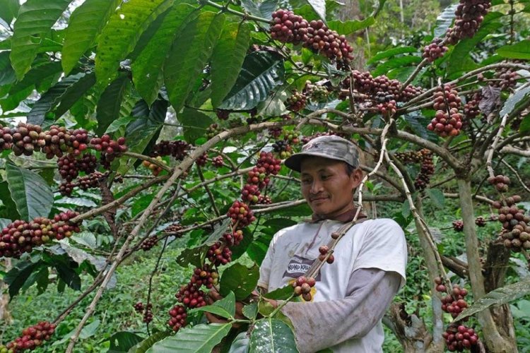 Kopi Indonesia Makin Diminati Pasar Global, Dorong Ekspor dan Kesejahteraan Petani