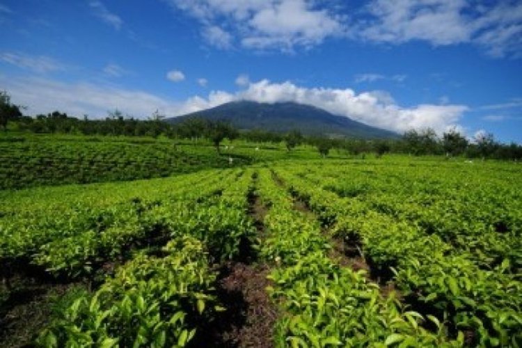 Kopi Indonesia Makin Diminati Pasar Global, Dorong Ekspor dan Kesejahteraan Petani