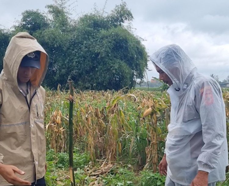 Komitmen Kapolsek Cangkuang Dukung Program Ketahanan Pangan Melalui Swasembada Jagung Hibrida