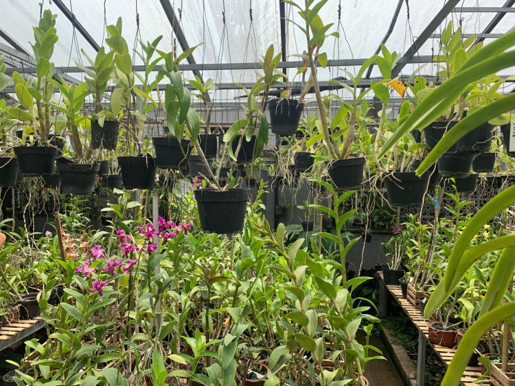 Bunga Anggrek Tumbuh Subur di Desa Losari, Usaha Pak Setiawan Kian Berkembang