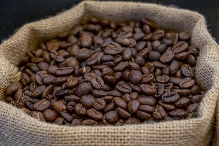 Kopi Dampit Malang Kian Diminati, Harga Stabil dan Permintaan Tinggi Tekan Pasokan Petani