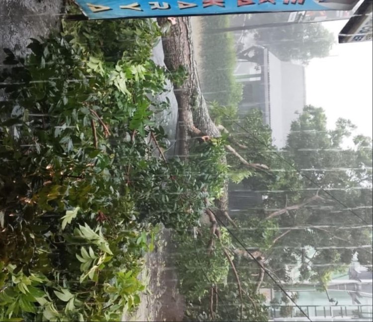 Hujan Lebat Disertai Angin di Purworejo Tumbangkan Pohon, di Depan Kampus UMP