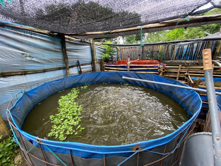 Bangun Usaha dari Rumah, Pak Damat Kembangkan Budidaya Lele di Losari
