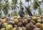 Kementan Dorong Produksi dan Hilirisasi komoditas  Kelapa di Wonosobo