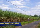 Kemarau Tak Halangi Produktivitas, Tebu Dunglo Purworejo Didistribusikan ke Pabrik Gula