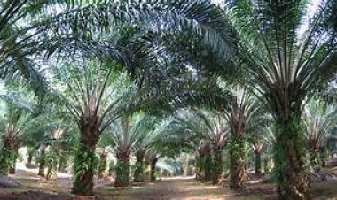 Harga CPO Melemah Setelah Terbang Tinggi, Kenapa??