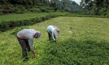 Panen Selada Air di Poncokusumo Capai 7.000 Ikat Setiap Dua Bulan