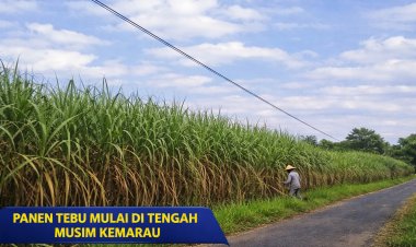 Kemarau Tak Halangi Produktivitas, Tebu Dunglo Purworejo Didistribusikan ke Pabrik Gula