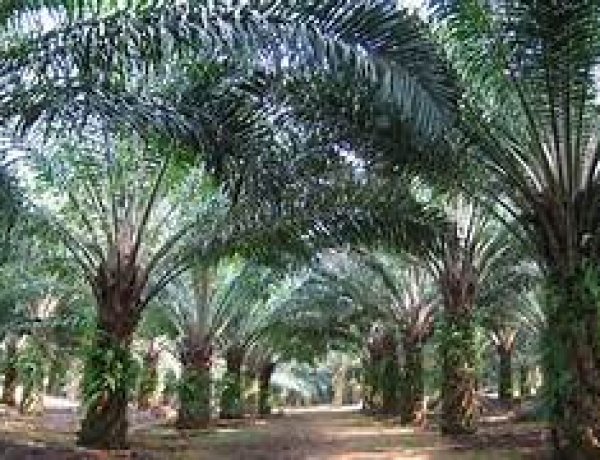 Harga CPO Melemah Setelah Terbang Tinggi, Kenapa??