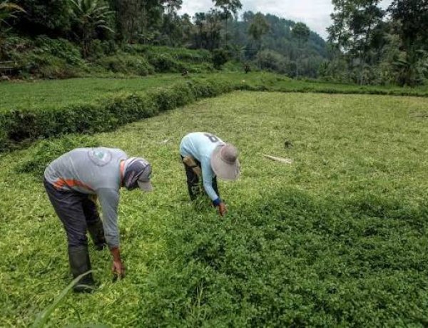 Panen Selada Air di Poncokusumo Capai 7.000 Ikat Setiap Dua Bulan