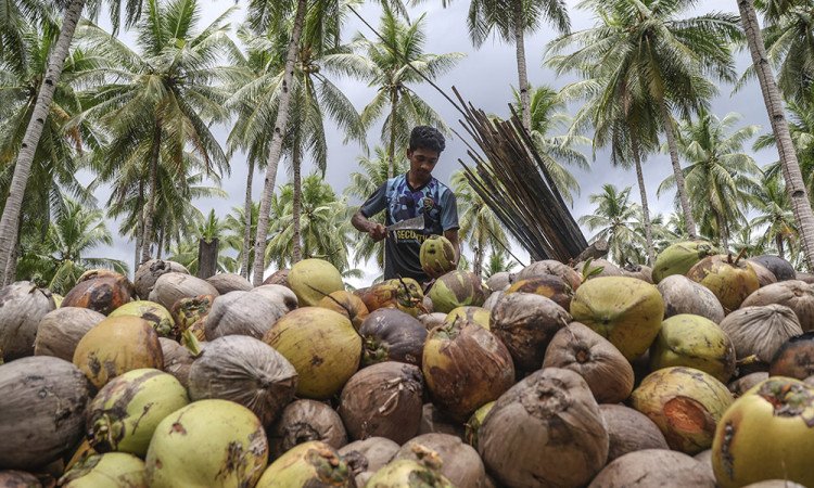Kementan Dorong Produksi dan Hilirisasi komoditas  Kelapa di Wonosobo