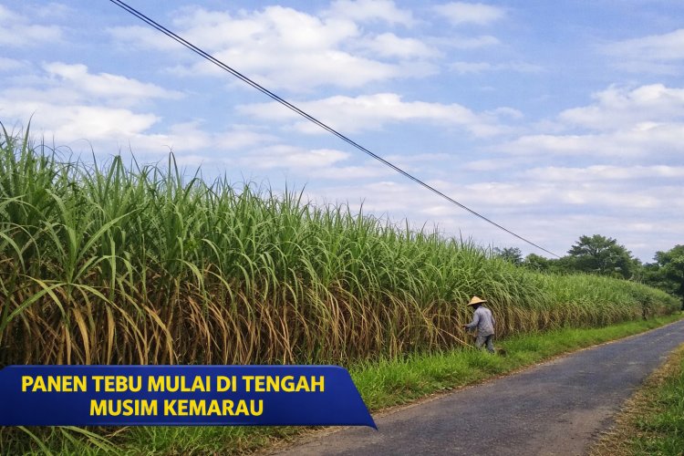 Kemarau Tak Halangi Produktivitas, Tebu Dunglo Purworejo Didistribusikan ke Pabrik Gula
