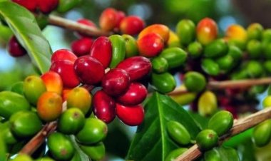 Jejak Kolonial dalam Perjalanan Kopi Mandailing sebagai Komoditas Mendunia