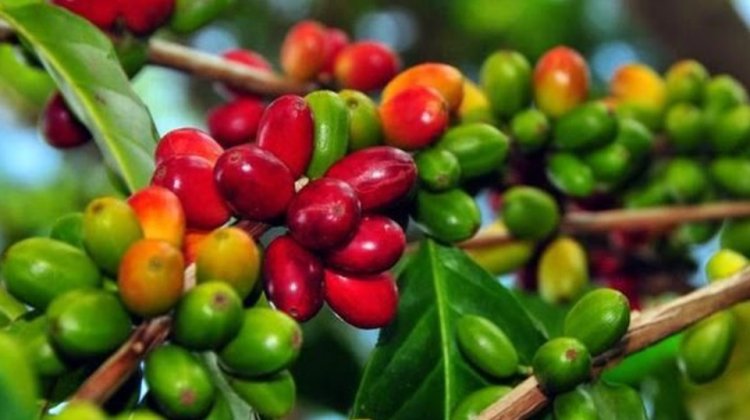Jejak Kolonial dalam Perjalanan Kopi Mandailing sebagai Komoditas Mendunia