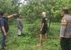 Aksi Nekat Maling di Poncokusumo Malang Panen 184 Kg Jeruk di Kebun Orang