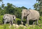 Dua Gajah Liar Melintasi Pasar Jukung, Alarm Bahaya Konflik di Air Sugihan