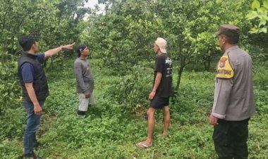 Aksi Nekat Maling di Poncokusumo Malang Panen 184 Kg Jeruk di Kebun Orang