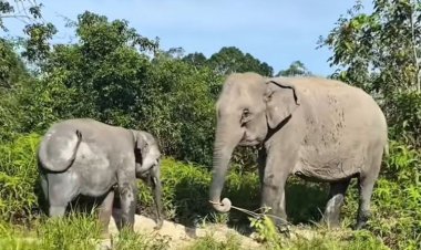 Dua Gajah Liar Melintasi Pasar Jukung, Alarm Bahaya Konflik di Air Sugihan