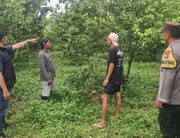 Aksi Nekat Maling di Poncokusumo Malang Panen 184 Kg Jeruk di Kebun Orang