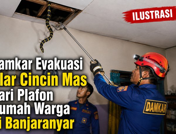 Damkar Evakuasi Ular Cincin Mas dari Plafon Rumah Warga di Banjaranyar
