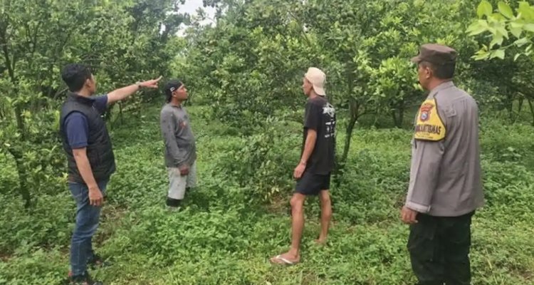 Aksi Nekat Maling di Poncokusumo Malang Panen 184 Kg Jeruk di Kebun Orang