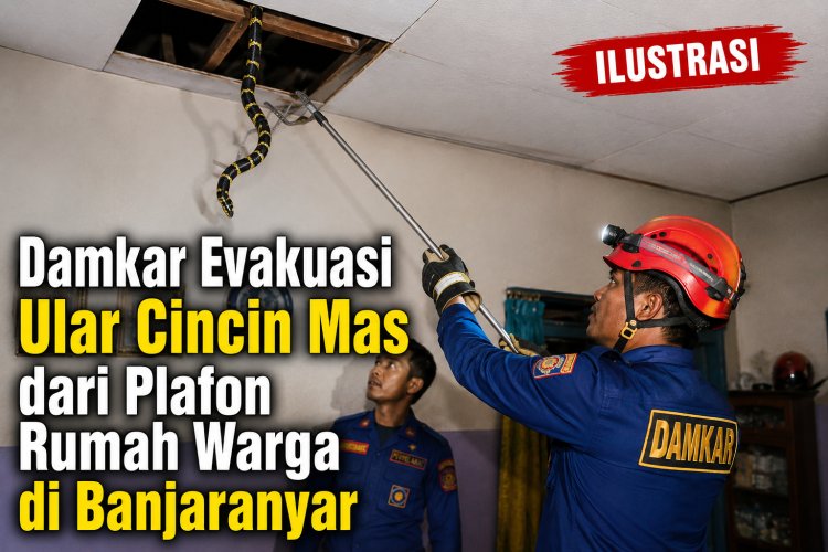 Damkar Evakuasi Ular Cincin Mas dari Plafon Rumah Warga di Banjaranyar