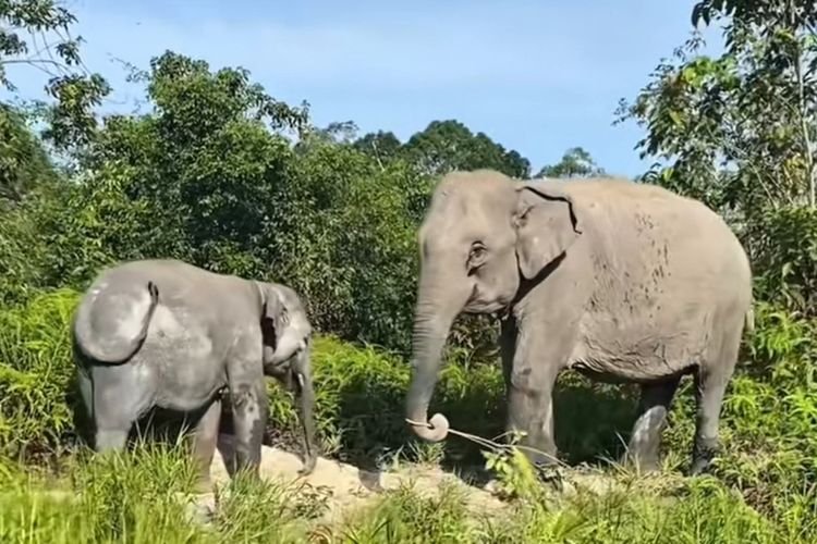 Dua Gajah Liar Melintasi Pasar Jukung, Alarm Bahaya Konflik di Air Sugihan