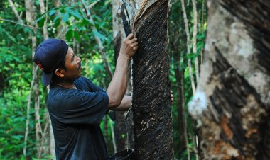 Komoditas Unggulan Kalimantan Barat Terus Menjadi Motor Penggerak Ekonomi Daerah
